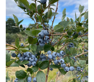 Suco de mirtilo